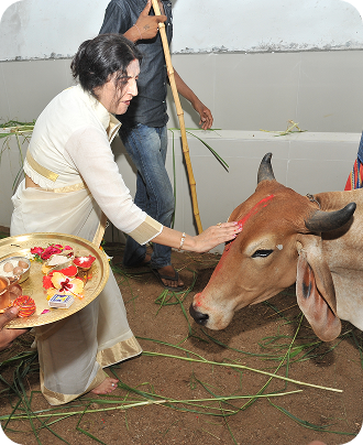 Cow Seva